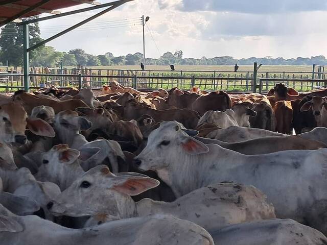 #47 - Granja  Finca para Venta en El Sombrero - J